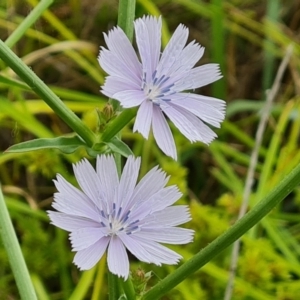 Cichorium intybus at Jerrabomberra, ACT - 23 Jan 2023 02:54 PM