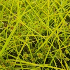 Cyperus eragrostis (Umbrella Sedge) at Isaacs Ridge and Nearby - 23 Jan 2023 by Mike