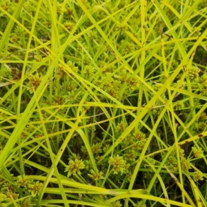 Cyperus eragrostis at Jerrabomberra, ACT - 23 Jan 2023