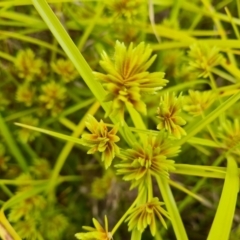 Cyperus eragrostis at Jerrabomberra, ACT - 23 Jan 2023