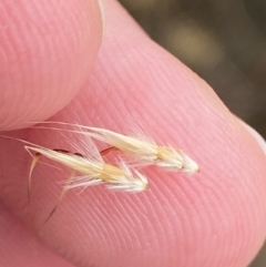 Rytidosperma duttonianum (Brown-back Wallaby Grass) at Throsby, ACT - 19 Jan 2023 by Tapirlord