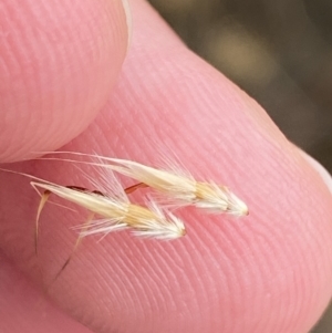 Rytidosperma duttonianum at Throsby, ACT - 19 Jan 2023