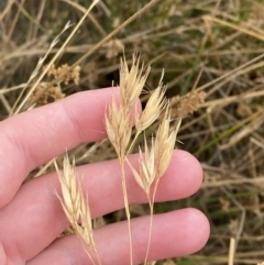 Rytidosperma duttonianum at Throsby, ACT - 19 Jan 2023