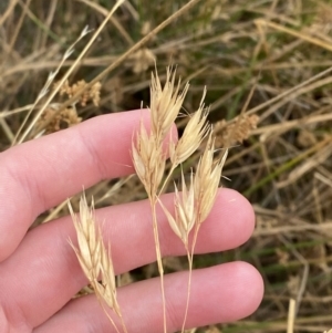 Rytidosperma duttonianum at Throsby, ACT - 19 Jan 2023