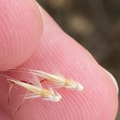 Rytidosperma duttonianum at Throsby, ACT - 19 Jan 2023