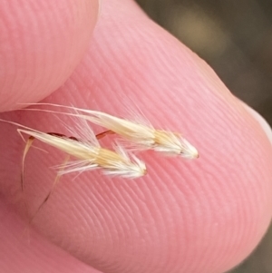 Rytidosperma duttonianum at Throsby, ACT - 19 Jan 2023