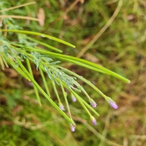 Epilobium sp. at Jerrabomberra, ACT - 23 Jan 2023