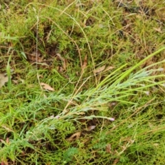 Epilobium sp. at Jerrabomberra, ACT - 23 Jan 2023 03:40 PM