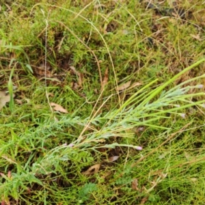 Epilobium sp. at Jerrabomberra, ACT - 23 Jan 2023