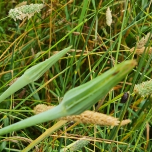 Tragopogon sp. at Jerrabomberra, ACT - 23 Jan 2023 03:47 PM