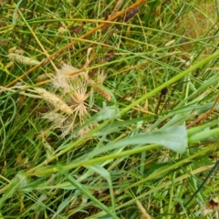 Tragopogon sp. at Jerrabomberra, ACT - 23 Jan 2023