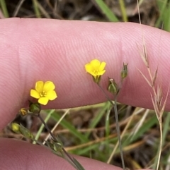 Linum trigynum (French Flax) at Throsby, ACT - 19 Jan 2023 by Tapirlord