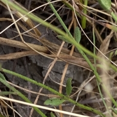 Linum trigynum at Throsby, ACT - 19 Jan 2023 02:51 PM