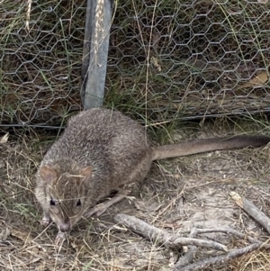 Bettongia gaimardi at Throsby, ACT - 19 Jan 2023 02:46 PM