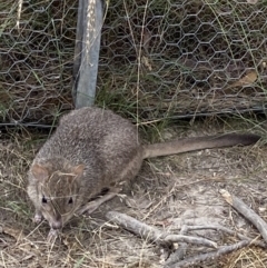 Bettongia gaimardi at Throsby, ACT - 19 Jan 2023 02:46 PM