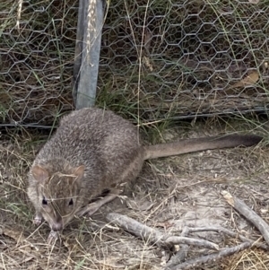 Bettongia gaimardi at Throsby, ACT - 19 Jan 2023