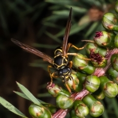 Polistes (Polistes) chinensis (Asian paper wasp) at Macgregor, ACT - 23 Jan 2023 by Roger