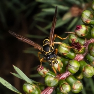 Polistes (Polistes) chinensis at Macgregor, ACT - 23 Jan 2023