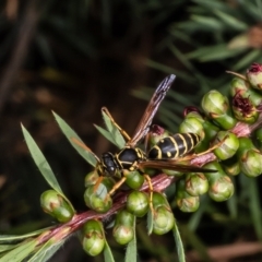 Polistes (Polistes) chinensis at Macgregor, ACT - 23 Jan 2023