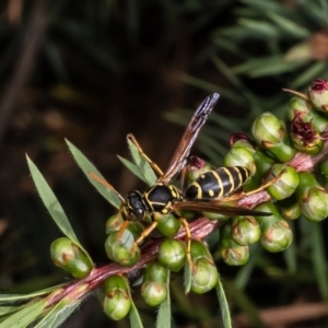 Polistes (Polistes) chinensis at Macgregor, ACT - 23 Jan 2023 04:16 PM