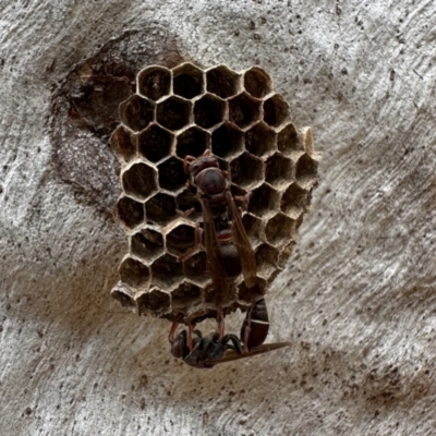 Ropalidia plebeiana (Small brown paper wasp) at Acton, ACT - 23 Jan 2023 by Pirom