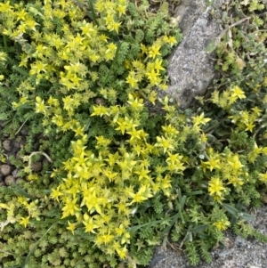 Sedum acre at Kosciuszko National Park, NSW - 20 Jan 2023 04:11 PM