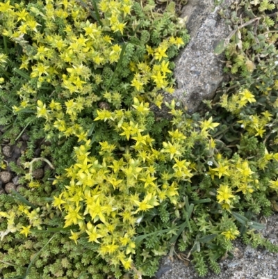 Sedum acre (Goldmoss Stonecrop) at Kosciuszko National Park - 20 Jan 2023 by Ned_Johnston