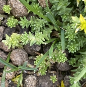 Sedum acre at Kosciuszko National Park, NSW - 20 Jan 2023 04:11 PM