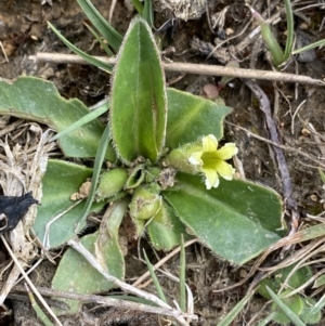 Goodenia montana at Kosciuszko National Park, NSW - 20 Jan 2023