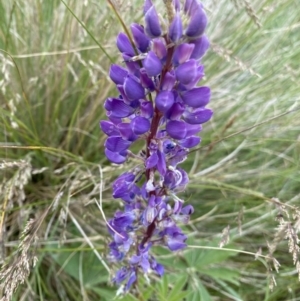 Lupinus polyphyllus at Kosciuszko National Park, NSW - 20 Jan 2023 04:05 PM