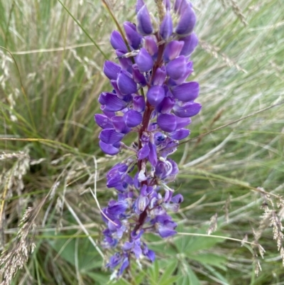 Lupinus polyphyllus (Russell Lupin) at Kosciuszko National Park, NSW - 20 Jan 2023 by Ned_Johnston