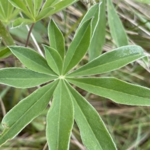 Lupinus polyphyllus at Kosciuszko National Park, NSW - 20 Jan 2023 04:05 PM