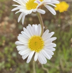 Brachyscome aculeata (Hill Daisy) at Gooandra, NSW - 20 Jan 2023 by Ned_Johnston