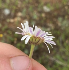 Brachyscome aculeata at Gooandra, NSW - 20 Jan 2023 03:50 PM