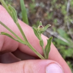 Brachyscome aculeata at Gooandra, NSW - 20 Jan 2023 03:50 PM