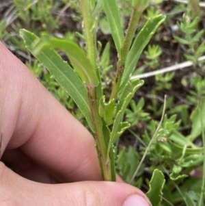 Brachyscome aculeata at Gooandra, NSW - 20 Jan 2023