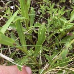 Brachyscome aculeata at Gooandra, NSW - 20 Jan 2023