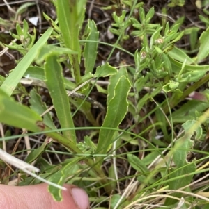 Brachyscome aculeata at Gooandra, NSW - 20 Jan 2023