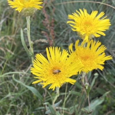 Podolepis jaceoides (Showy Copper-wire Daisy) at Gooandra, NSW - 20 Jan 2023 by Ned_Johnston