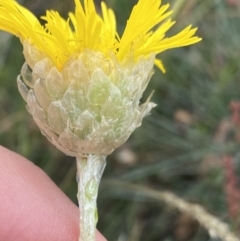 Podolepis jaceoides at Gooandra, NSW - 20 Jan 2023