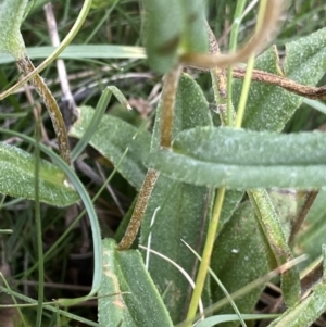 Podolepis jaceoides at Gooandra, NSW - 20 Jan 2023