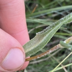 Podolepis jaceoides at Gooandra, NSW - 20 Jan 2023