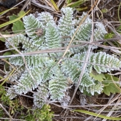 Oreomyrrhis argentea (Silver Carraway) at Gooandra, NSW - 20 Jan 2023 by NedJohnston