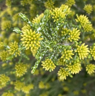 Ozothamnus cupressoides (Kerosine Bush) at Gooandra, NSW - 20 Jan 2023 by NedJohnston
