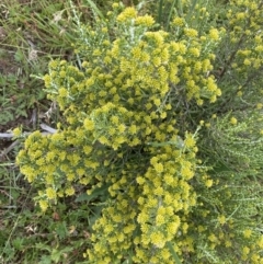 Ozothamnus cupressoides at Gooandra, NSW - 20 Jan 2023