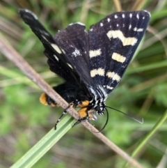 Phalaenoides tristifica (Willow-herb Day-moth) at Nurenmerenmong, NSW - 19 Jan 2023 by NedJohnston