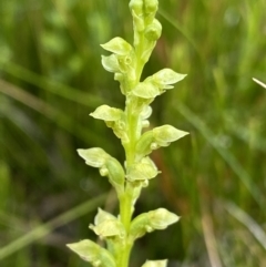 Microtis oblonga (Sweet Onion Orchid) at Nurenmerenmong, NSW - 19 Jan 2023 by NedJohnston