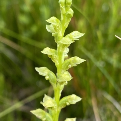 Microtis oblonga (Sweet Onion Orchid) at Nurenmerenmong, NSW - 19 Jan 2023 by NedJohnston