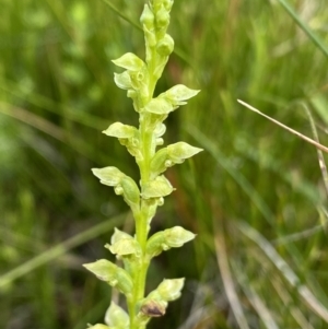 Microtis oblonga at Nurenmerenmong, NSW - 19 Jan 2023