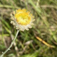 Coronidium monticola (Mountain Button Everlasting) at Bago State Forest - 19 Jan 2023 by Ned_Johnston